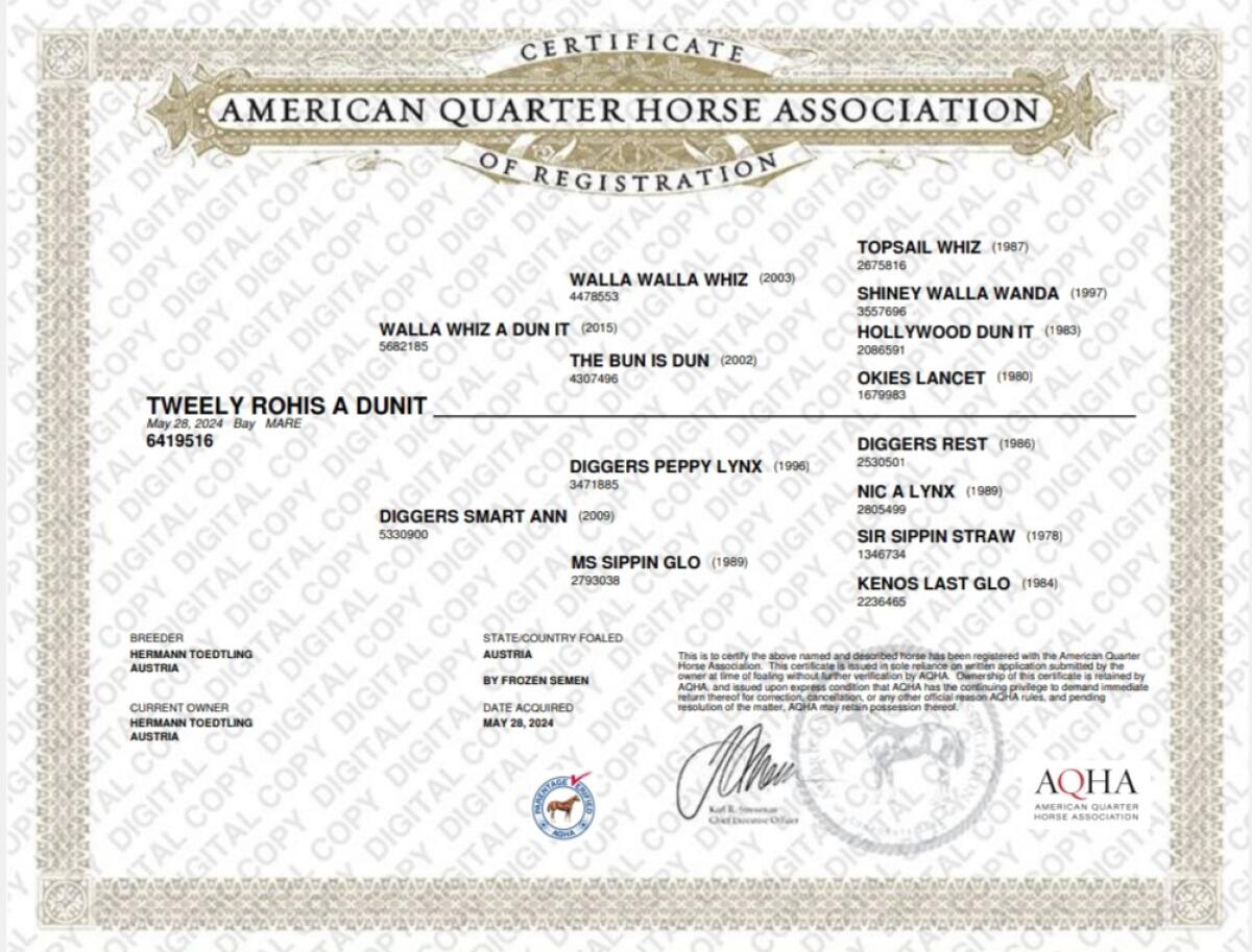 Quarter Horse Stute 3