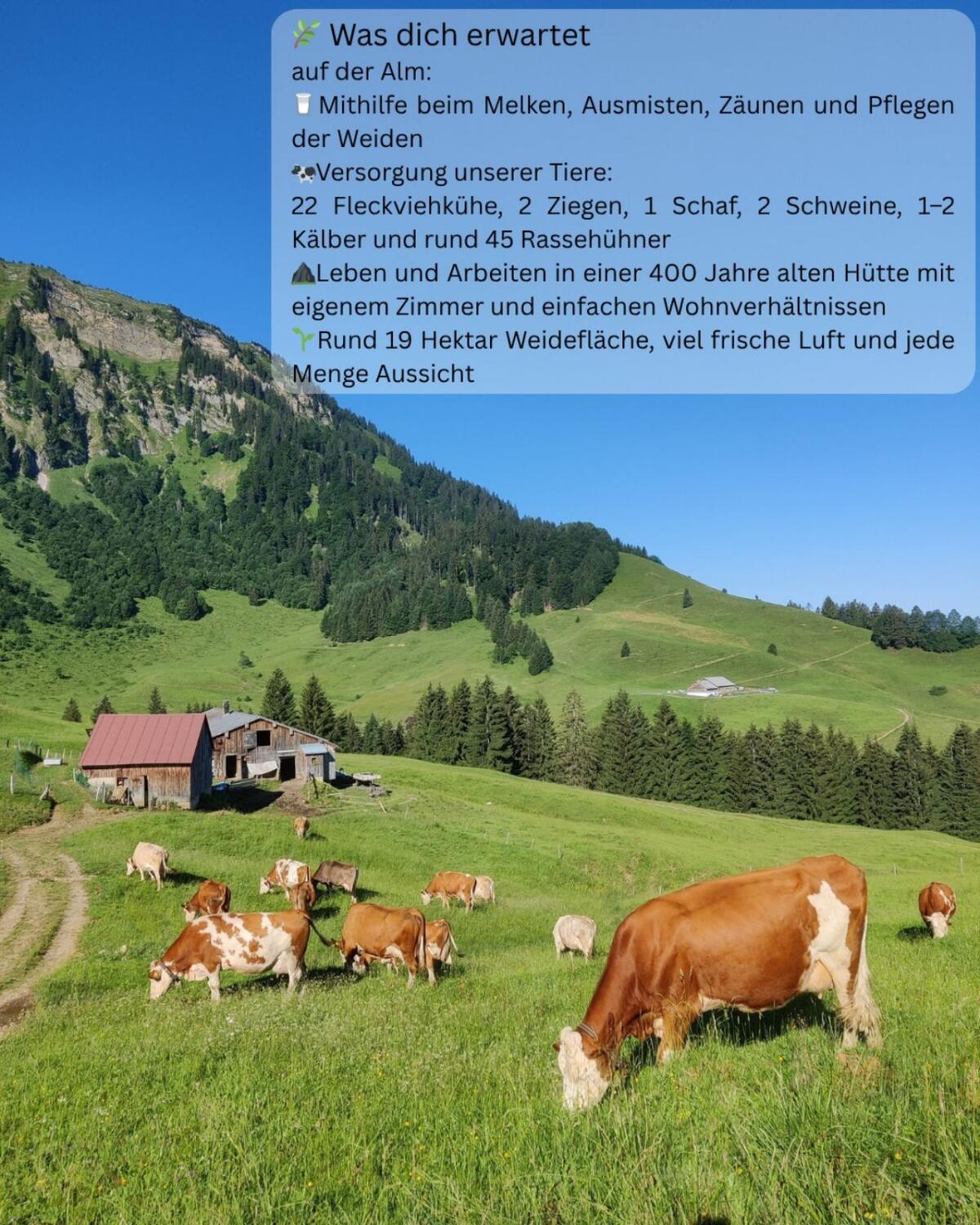 Praktikant:in auf unserem Heumilch- & Alm-Betrieb gesucht! 3