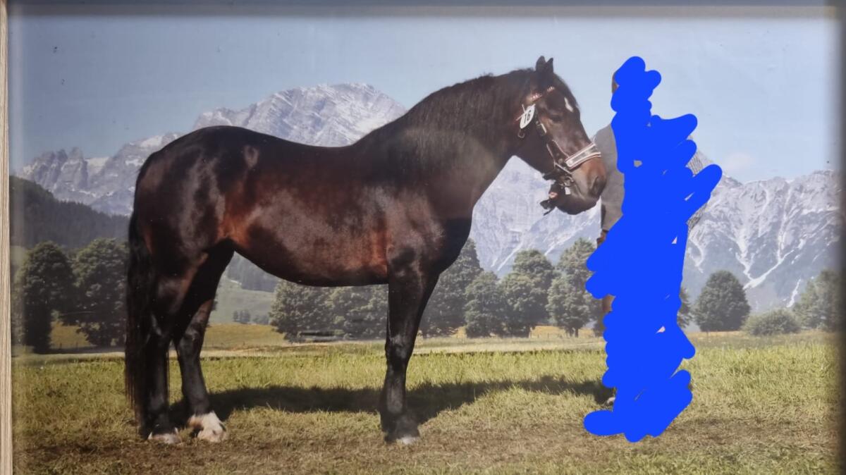 2-jährige Noriker-Jungstute 1