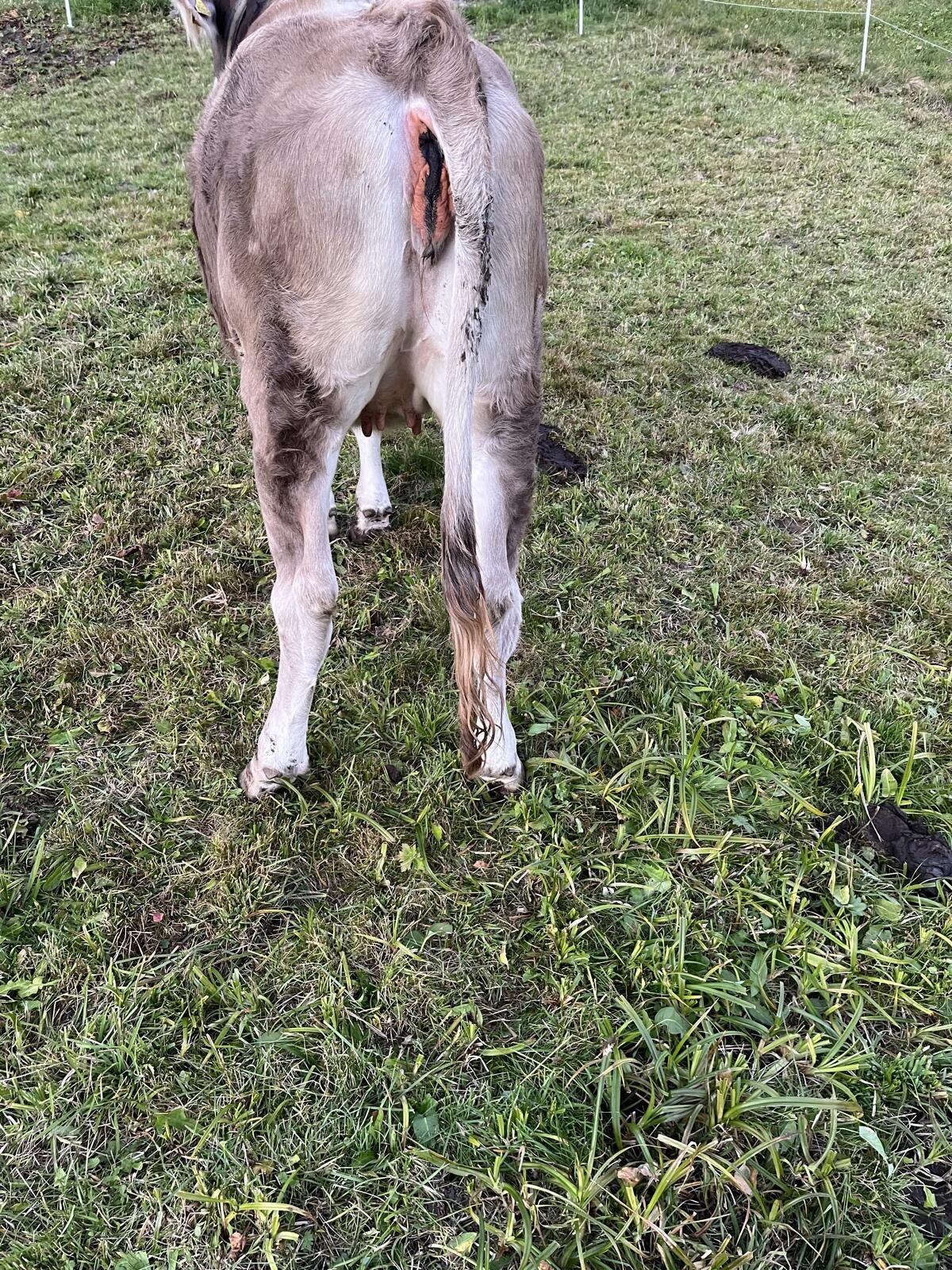 Braunvieh 3