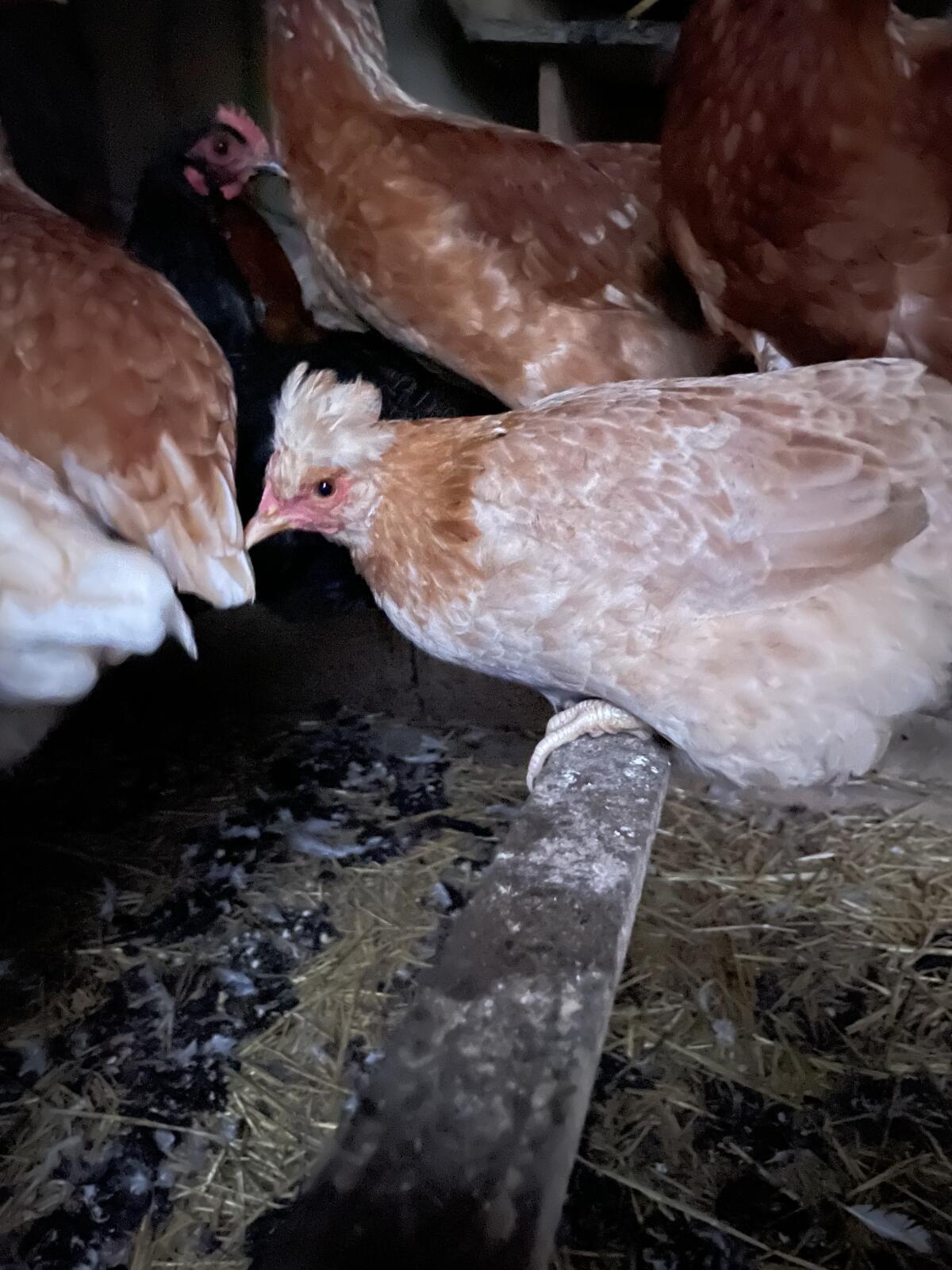 Sulmtaler Junghennen zu verkaufen 3