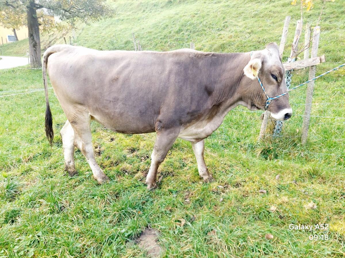 BIO Braunvieh Kalbin 1