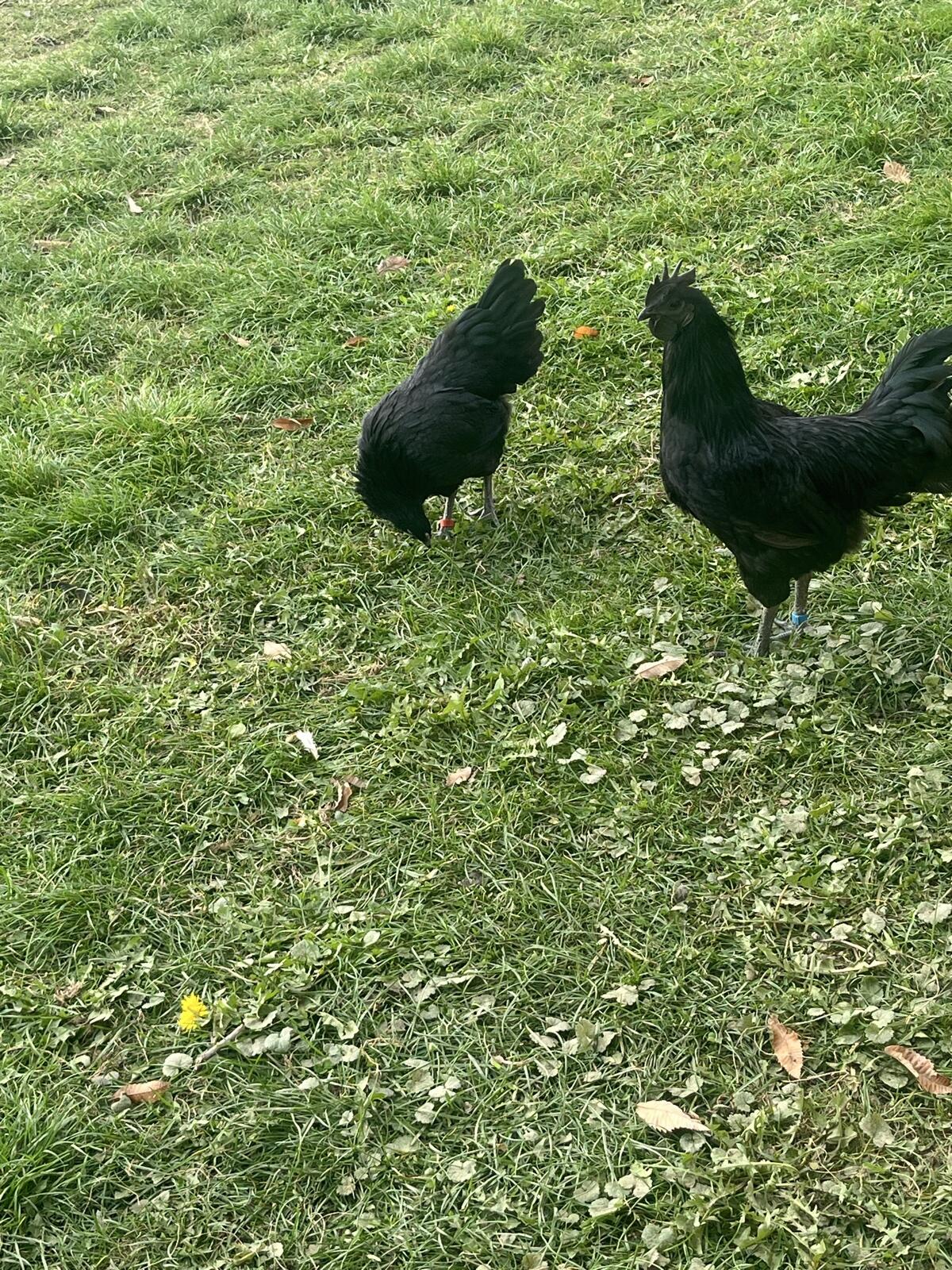 Ayam Cemani Bruteier 3