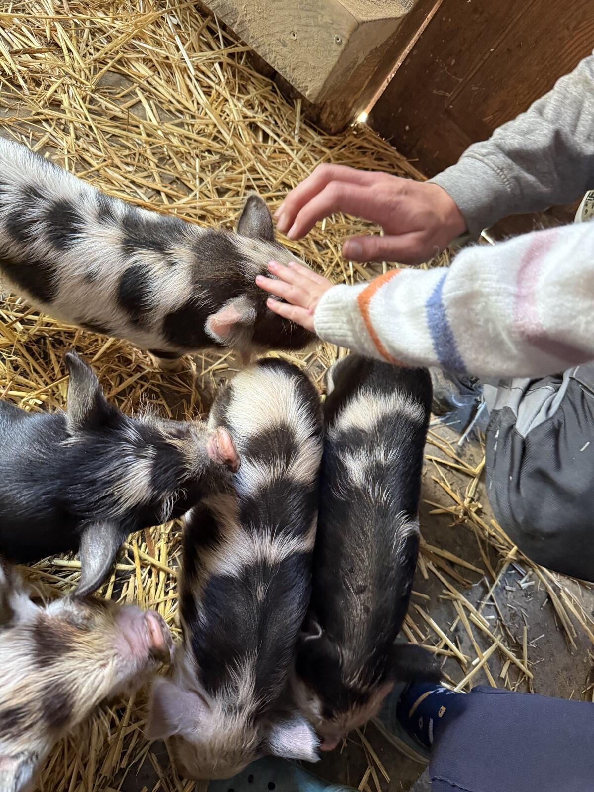 Kune Kune Ferkel 2