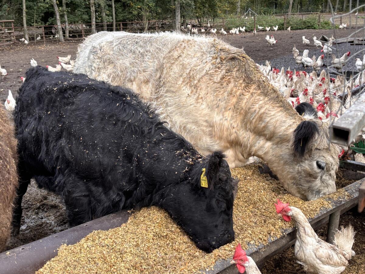 Absetzer Galloway Bulle 2