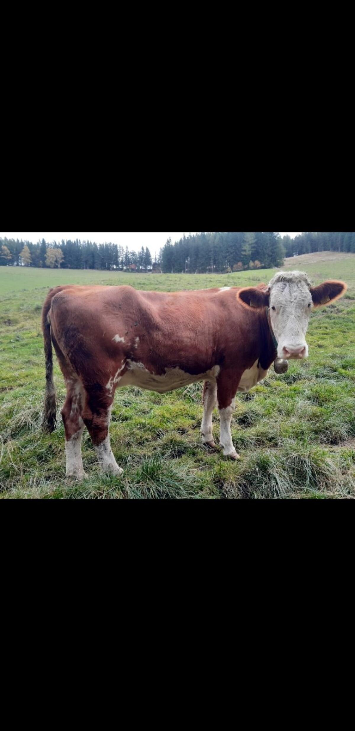 Trächtige Fleckviehkalbin 1