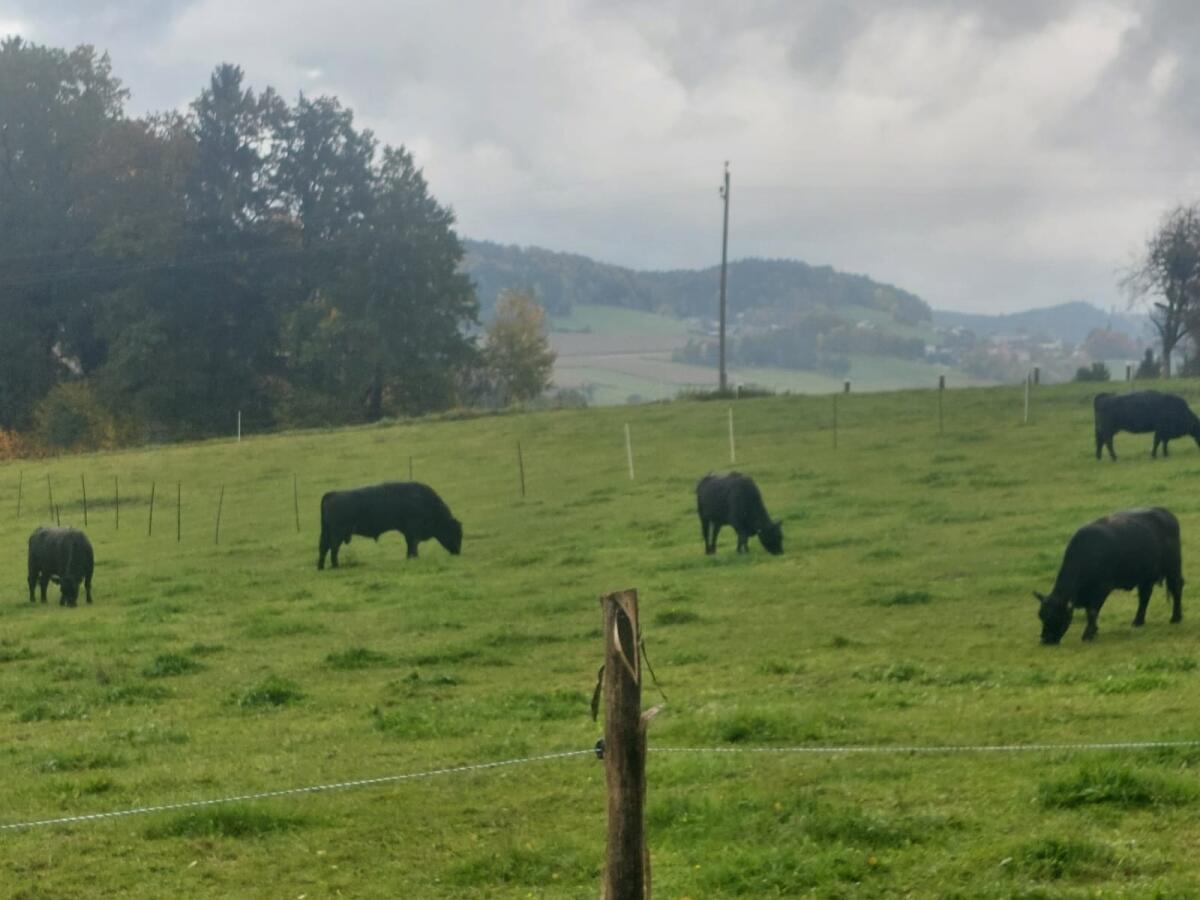 BIO-Aberdeen-Angus 1
