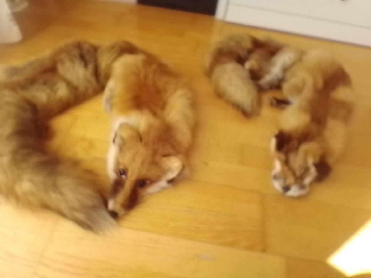 Fuchs Stola 2