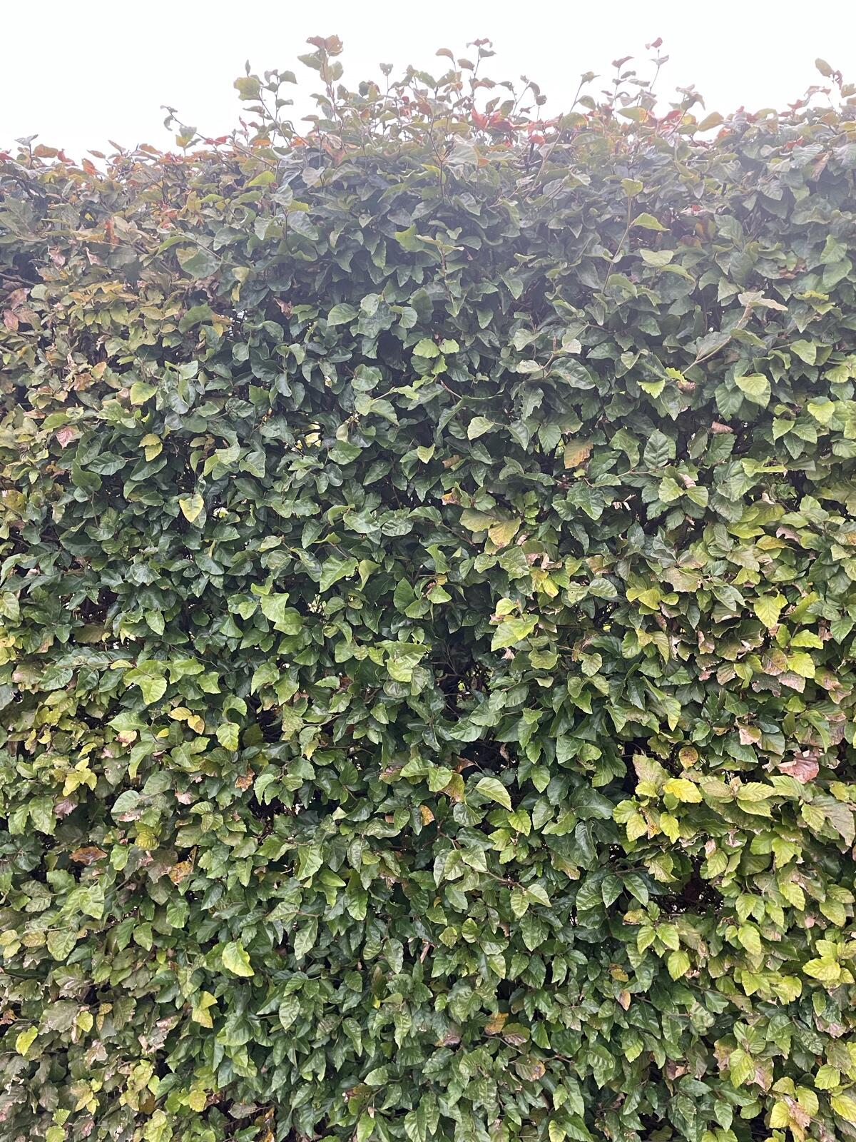 Gartenhecke 3