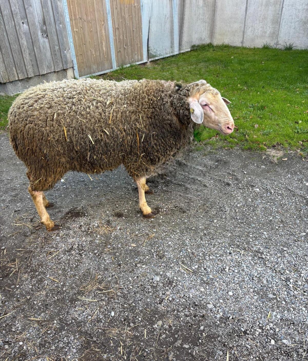 Merinowidder 2