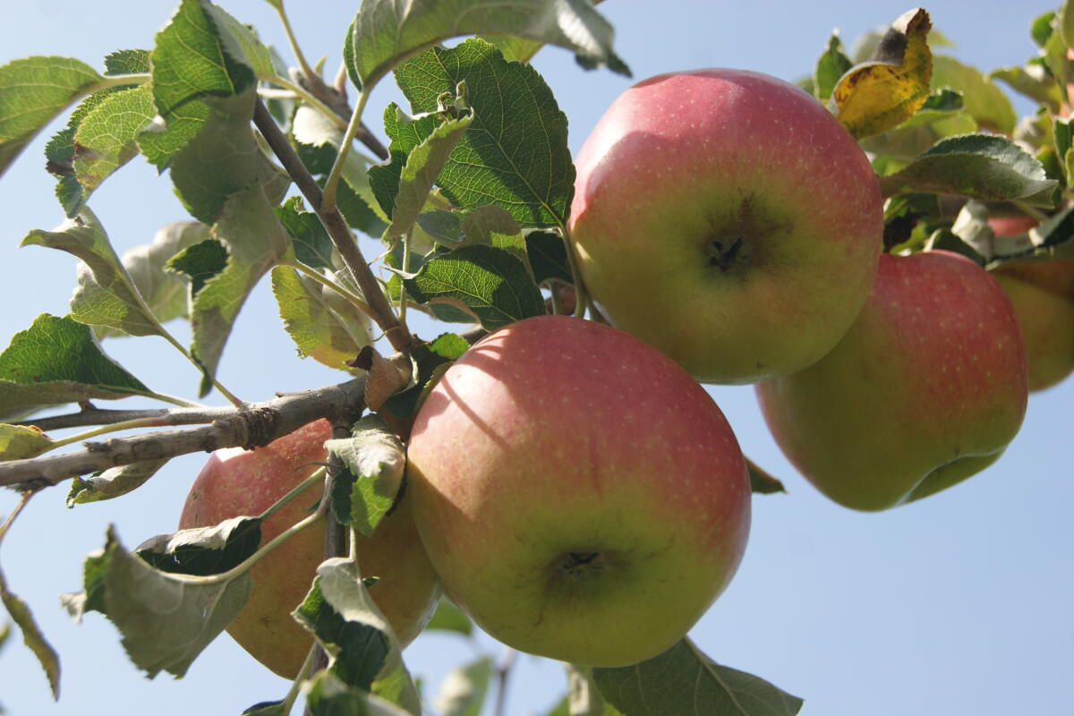 Äpfel 3