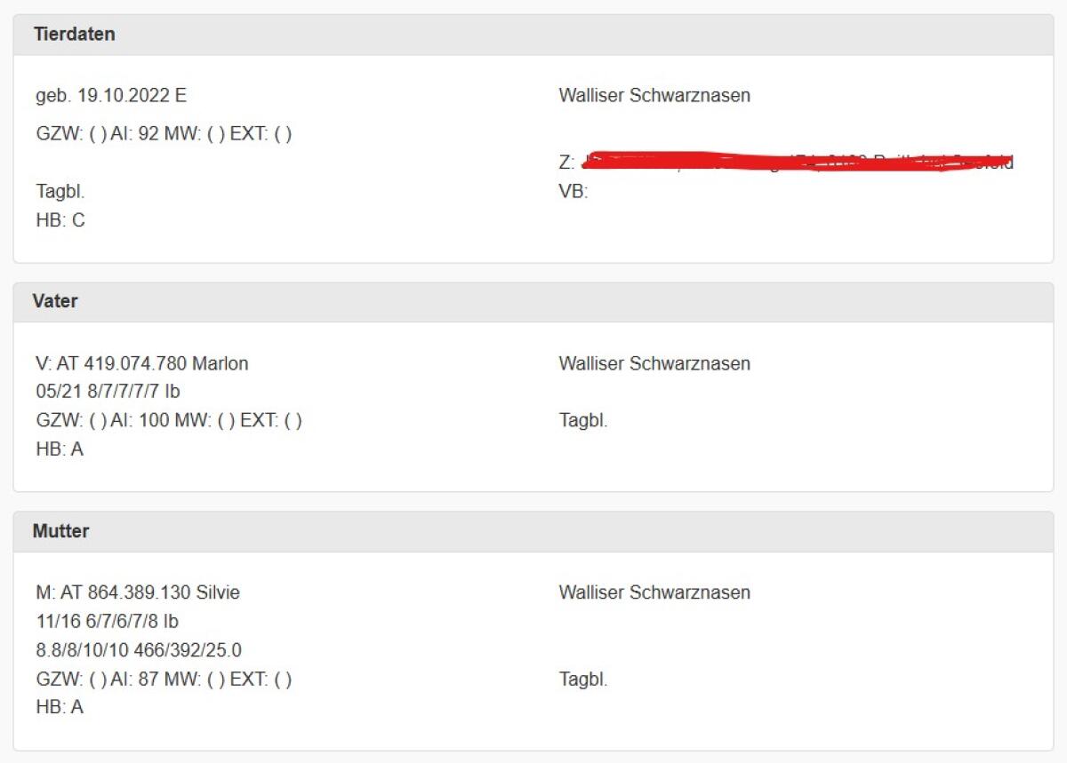 Walliser Schwarznasen Widder Tausch/Verkauf - 3x Auenlämmer 1