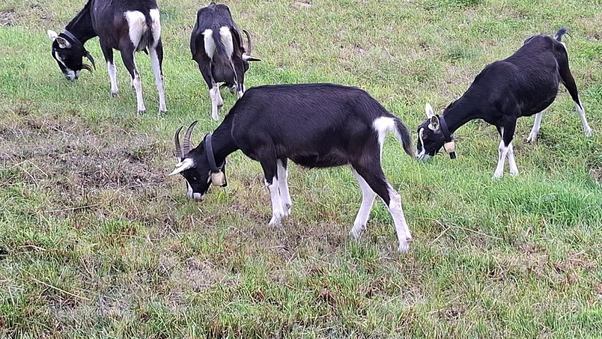 Bündner Strahlenziegen 2