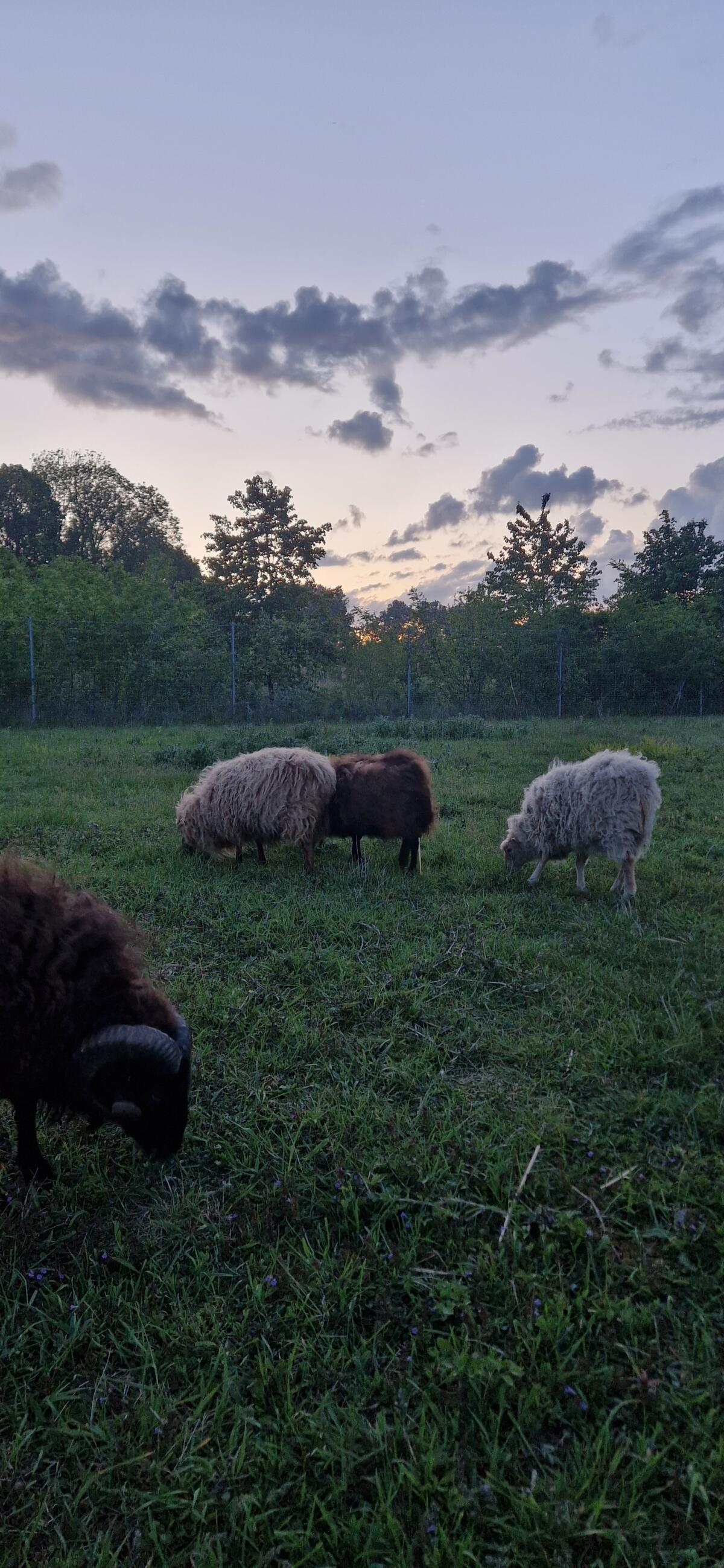 Quessantschafe abzugeben 1