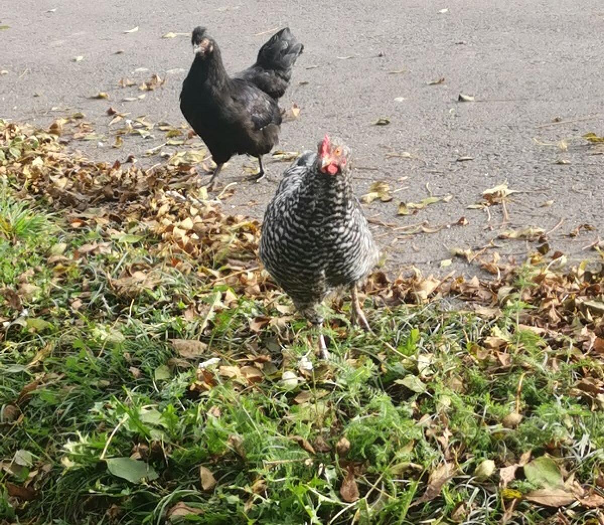 Wunderschöne Mix Hähne und Hennen 1