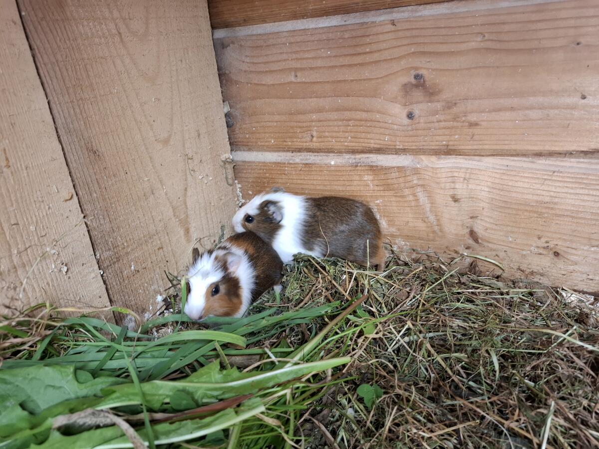 Meerschweinchen 2