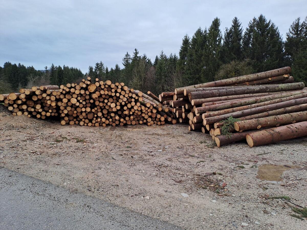 Holzschlägerung 2
