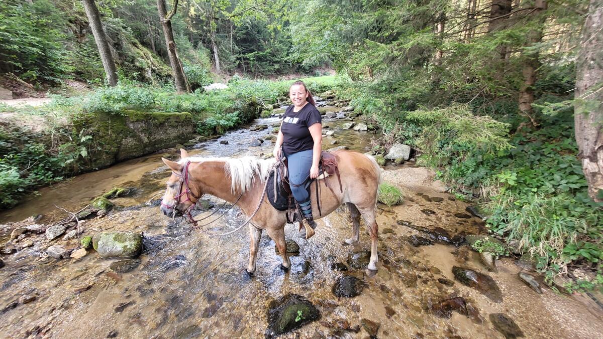 Haflinger-Zuchtstute 1