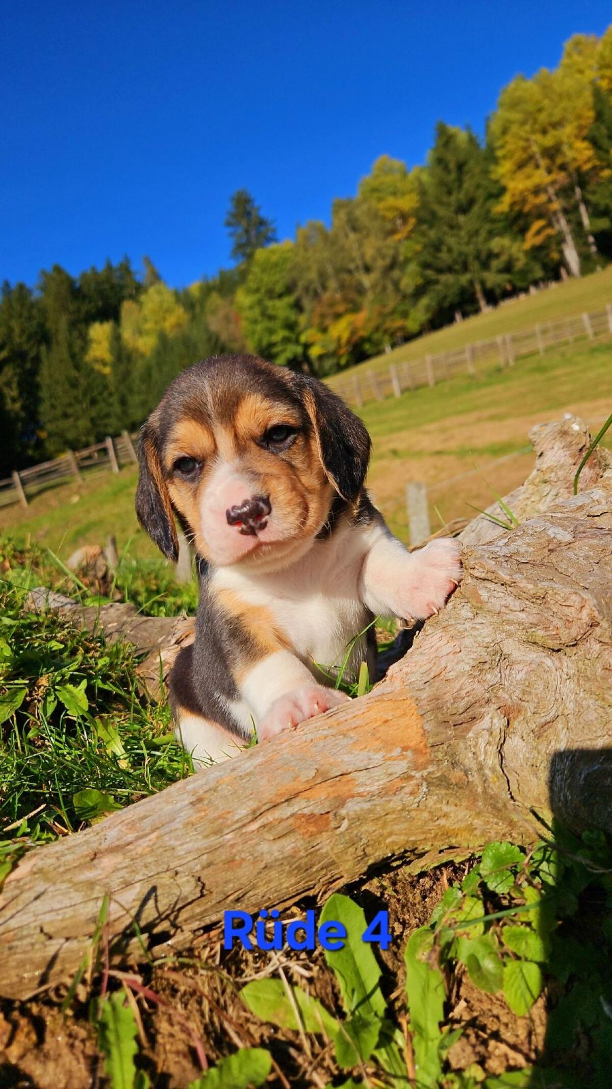 Beagle Welpen 2
