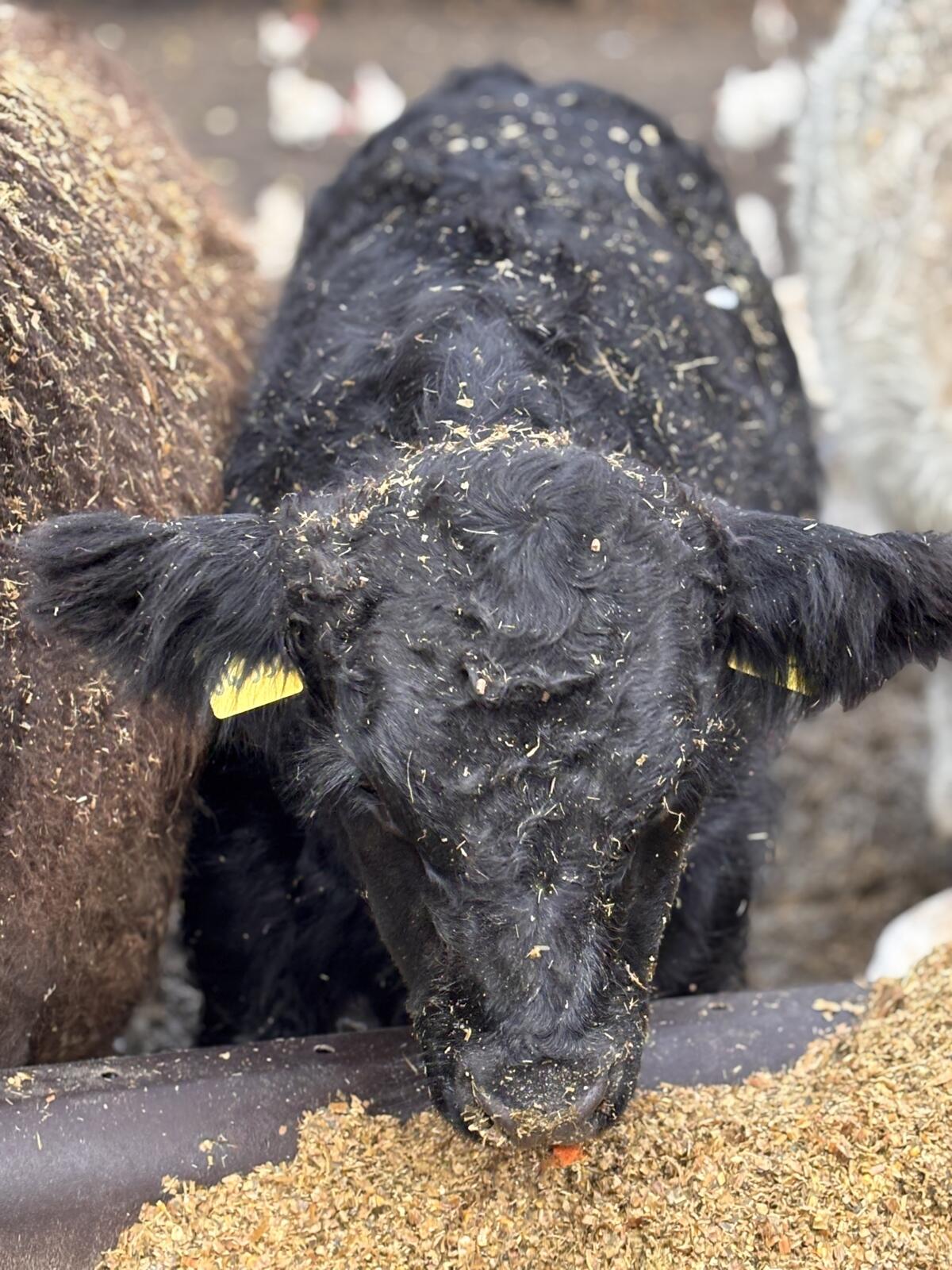 Absetzer Galloway Bulle 3