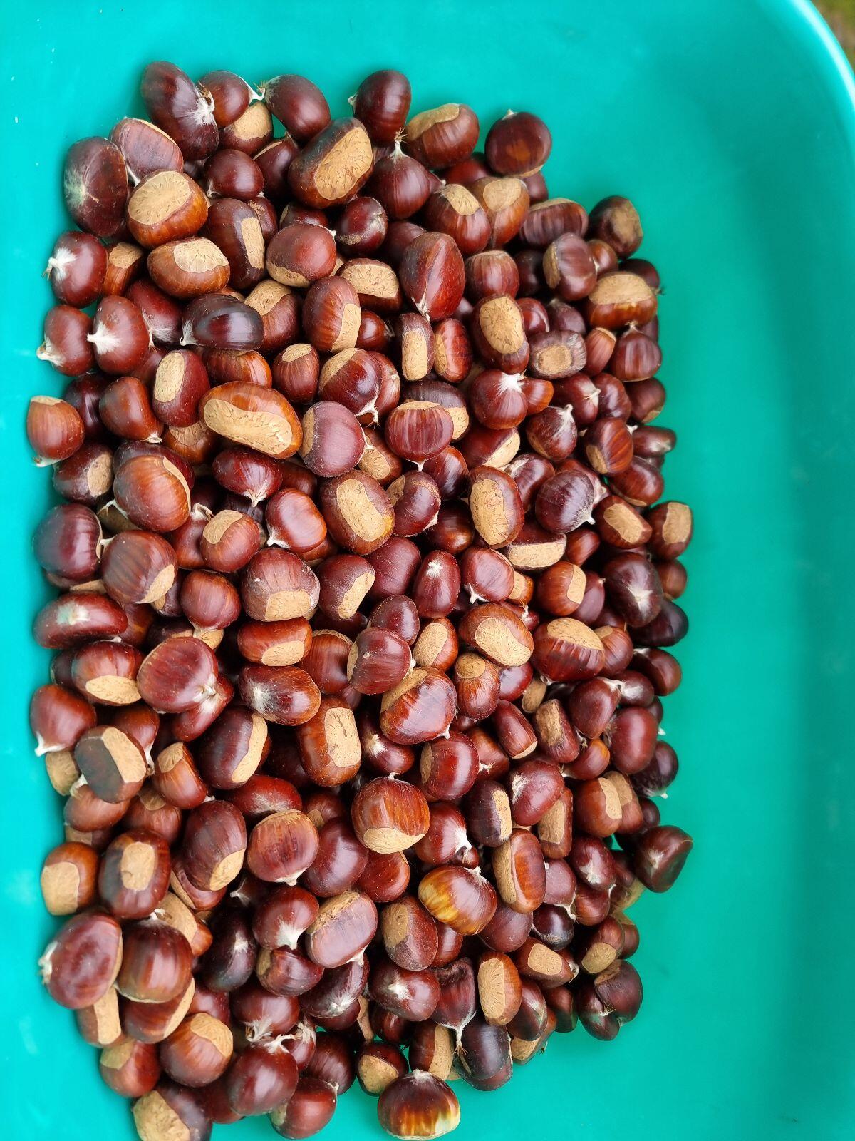 Kastanien 2