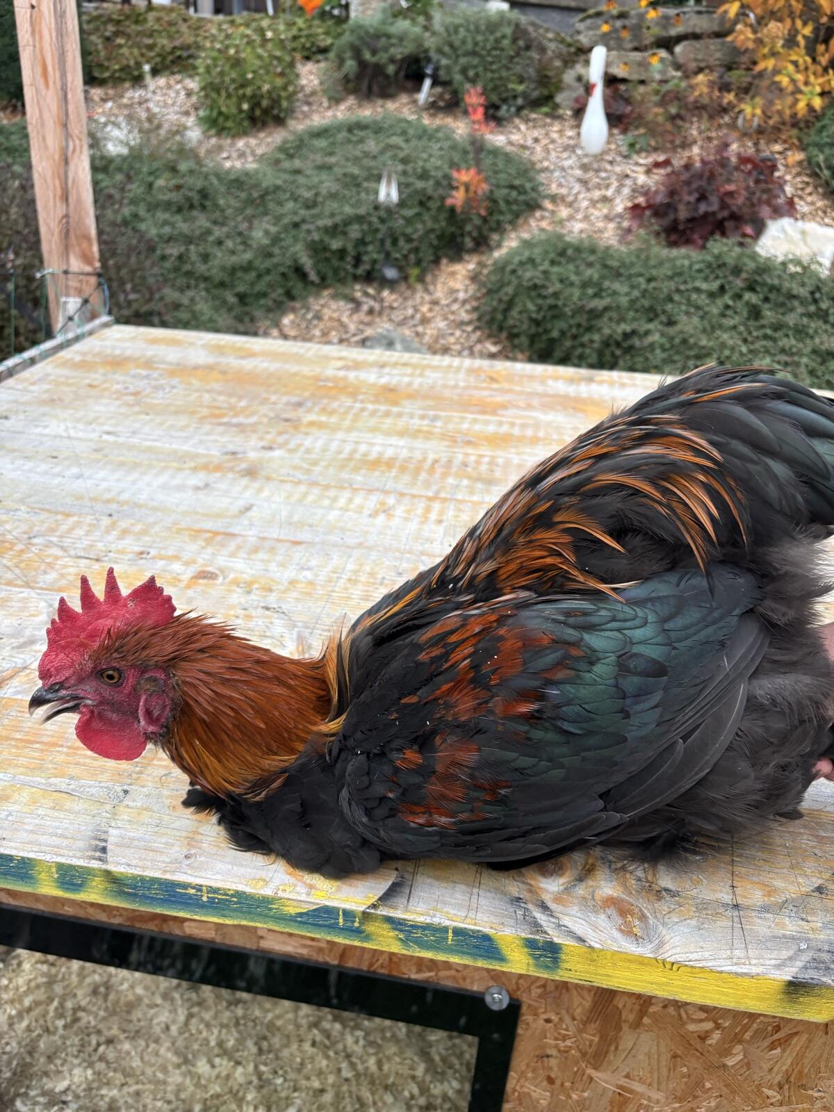 Marans Hahn 2