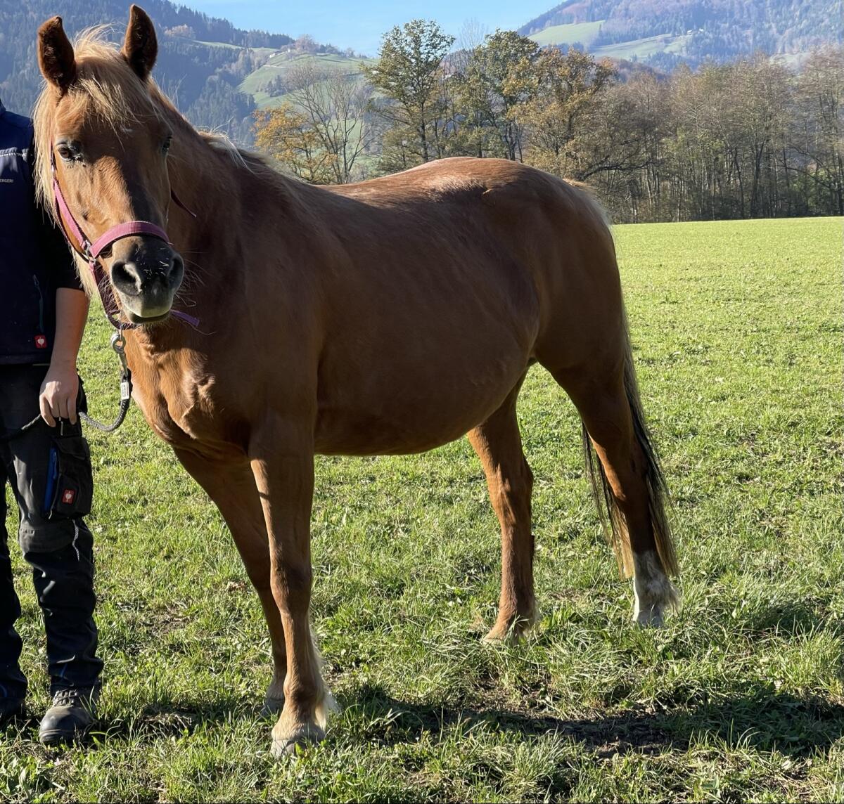 Kinderliebe, reitbare Ponystute 2