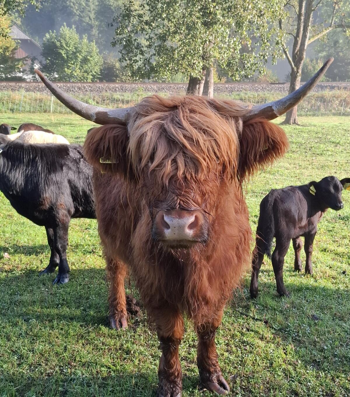Hochlandrind Kalbin trächtig 1