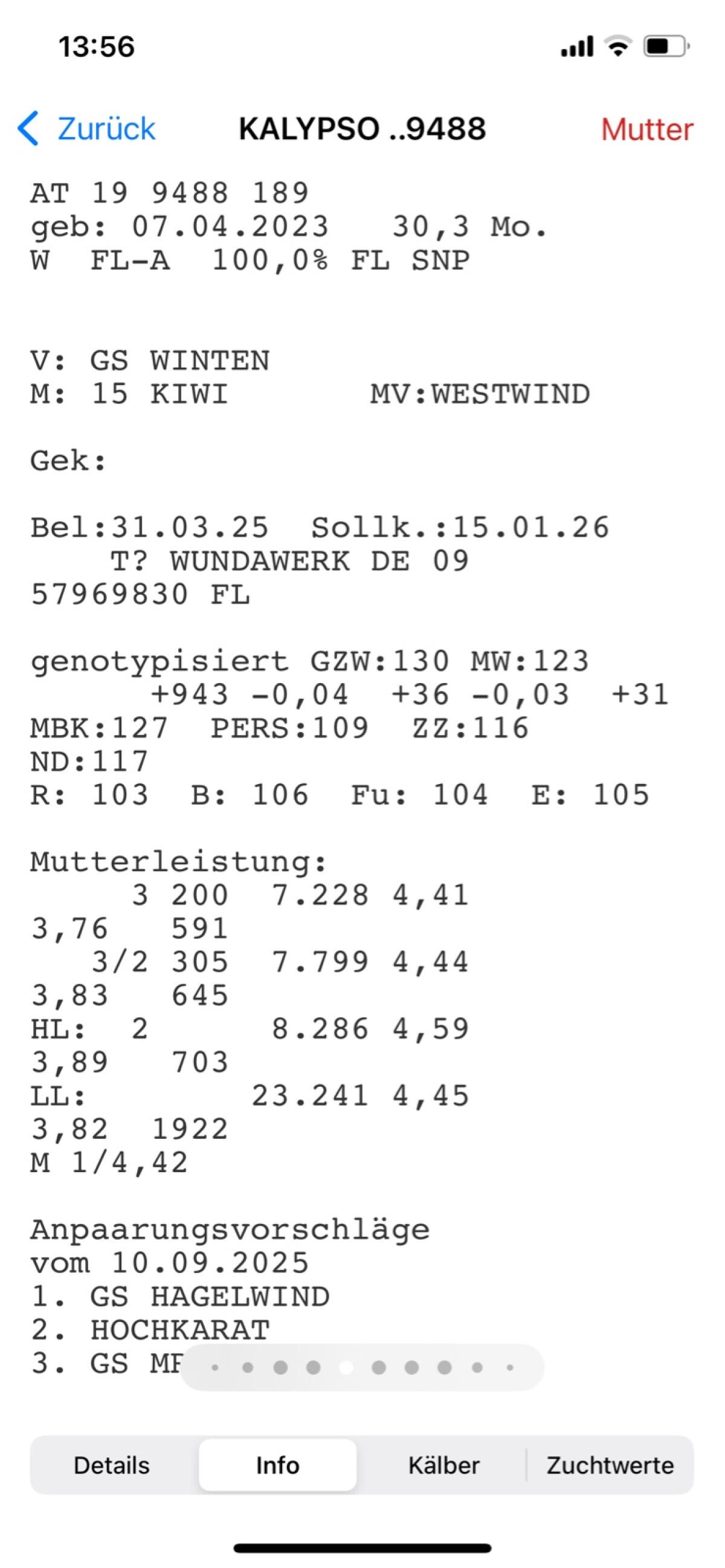 Trächtige Fleckviehkalbinnen 2