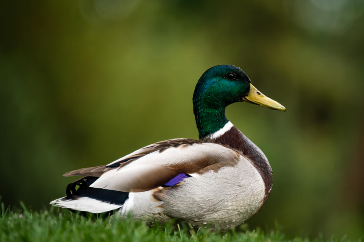 Stockenten, Wildenten 1