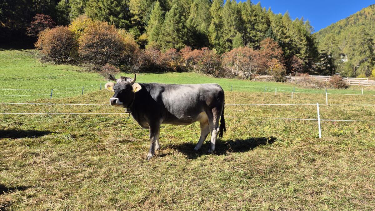 Verkaufe Tiroler Grauvieh-Bio-Kalbin 2