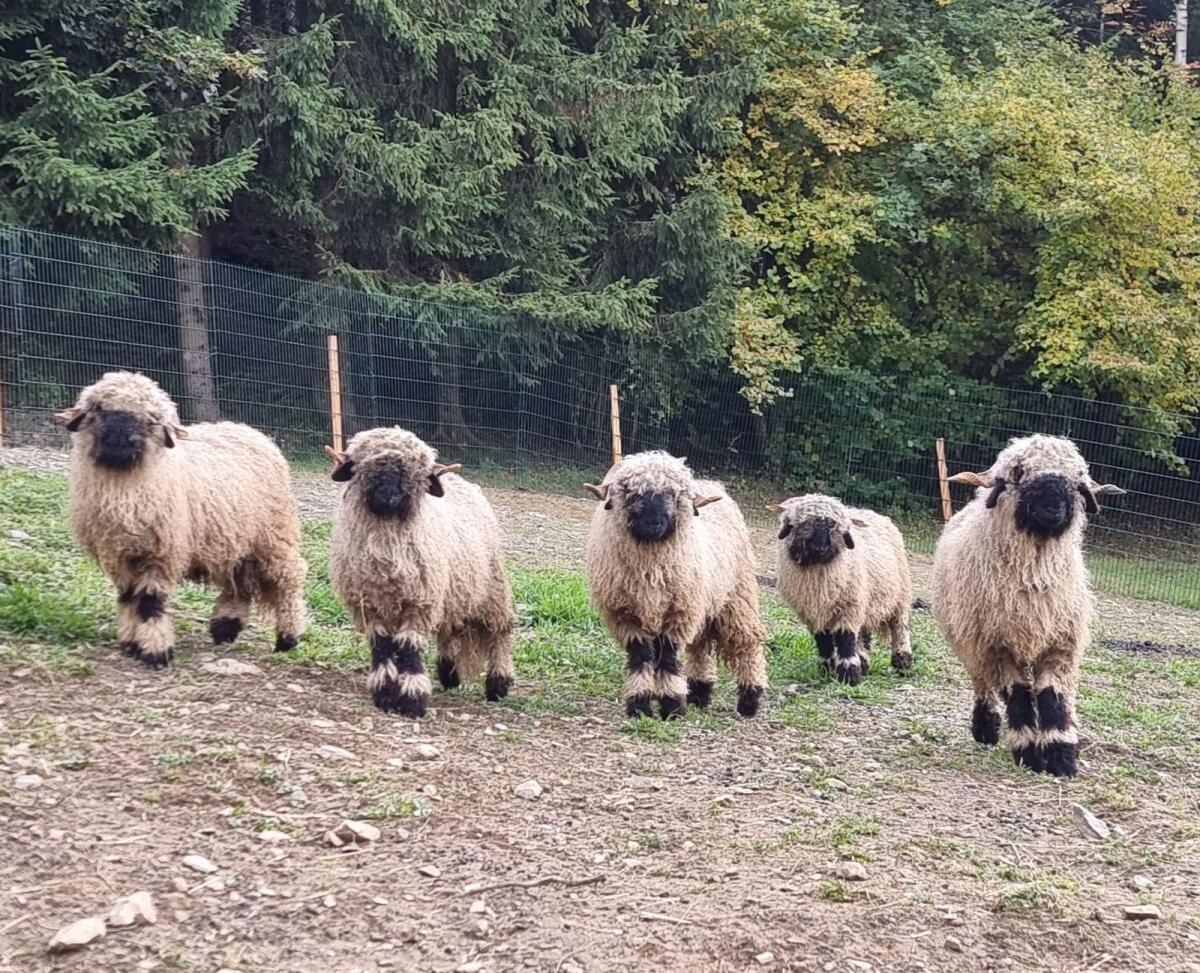 5 Walliser Schwarznasen Herdebuch-Widder 1