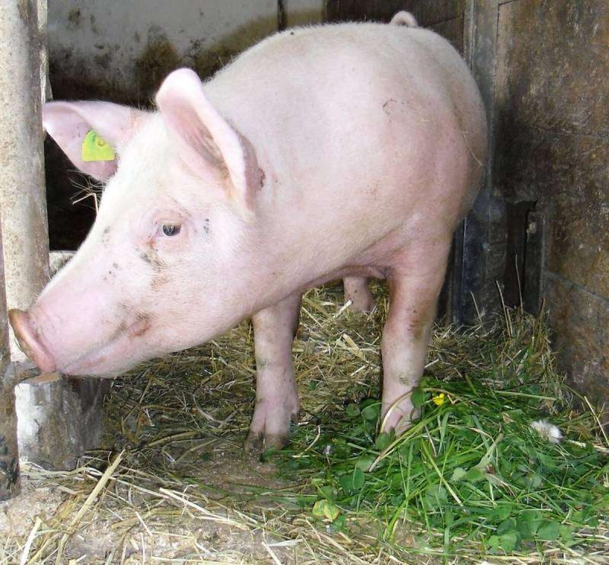 Ferkel zu verkaufen, 22 kg 2