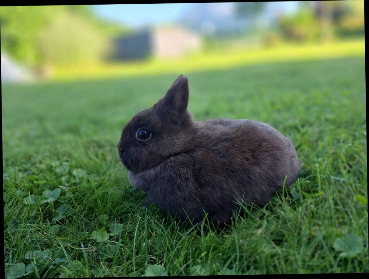 Sehr zutrauliche Kleinrex Kaninchen 1