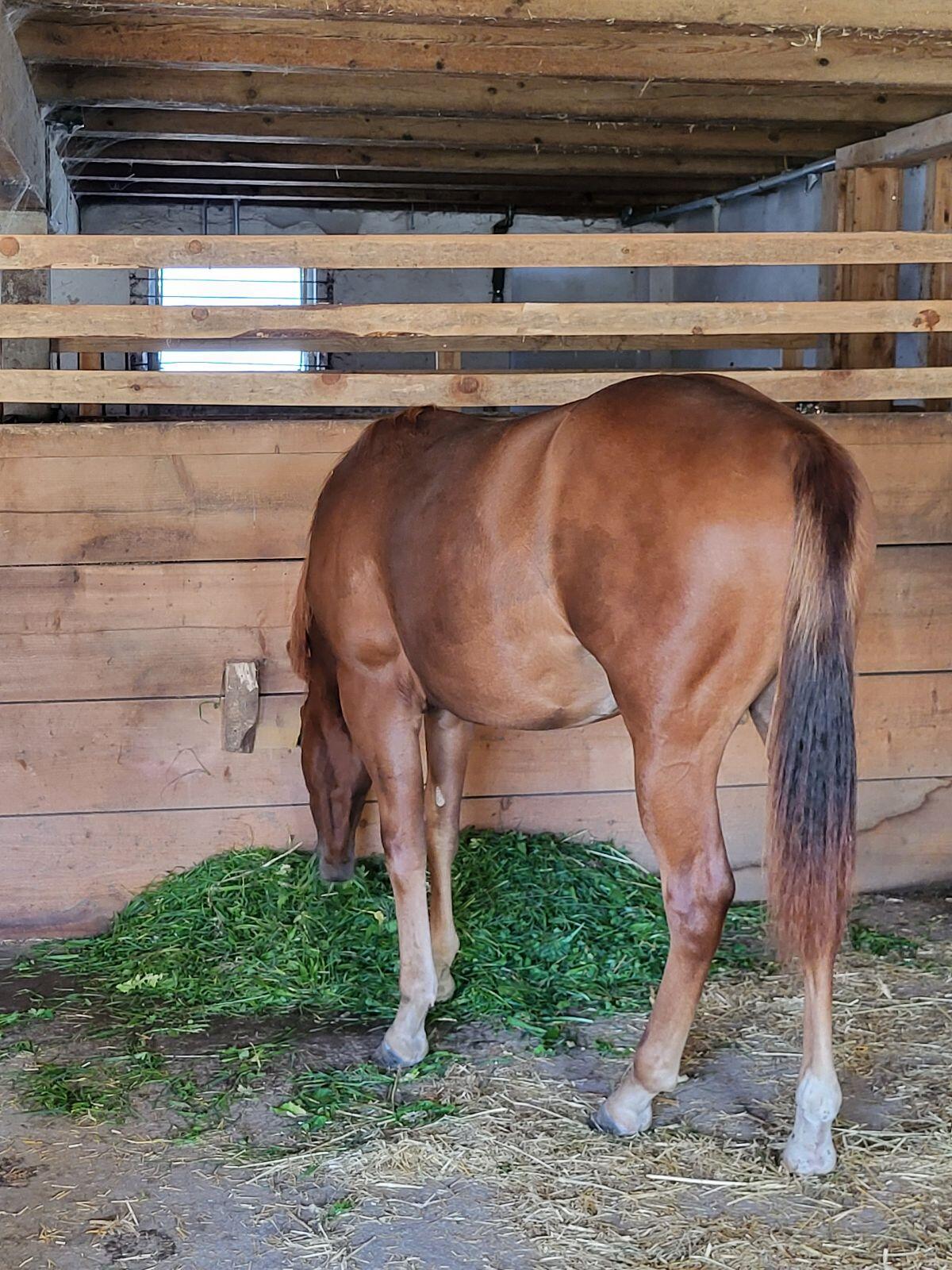 Quarterhengst Jährling Cewbacca Gun 3