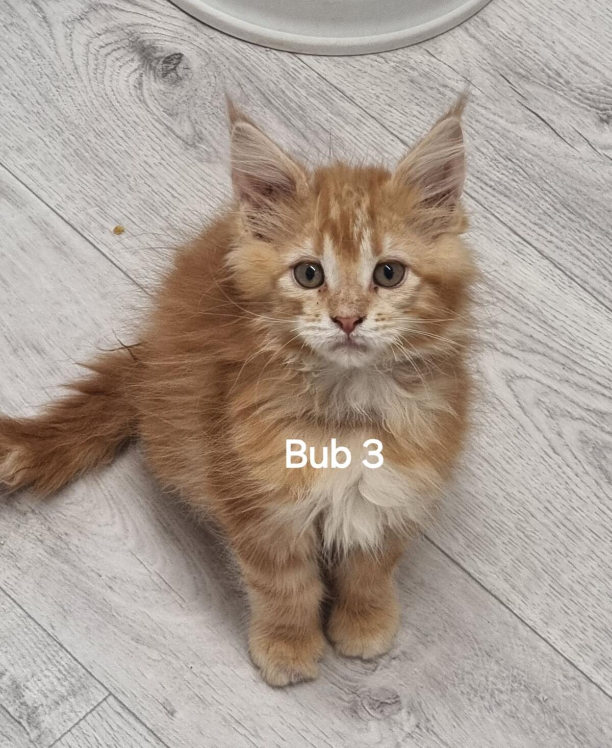 5 reinrassige Maine Coon Babys suchen Personal 3