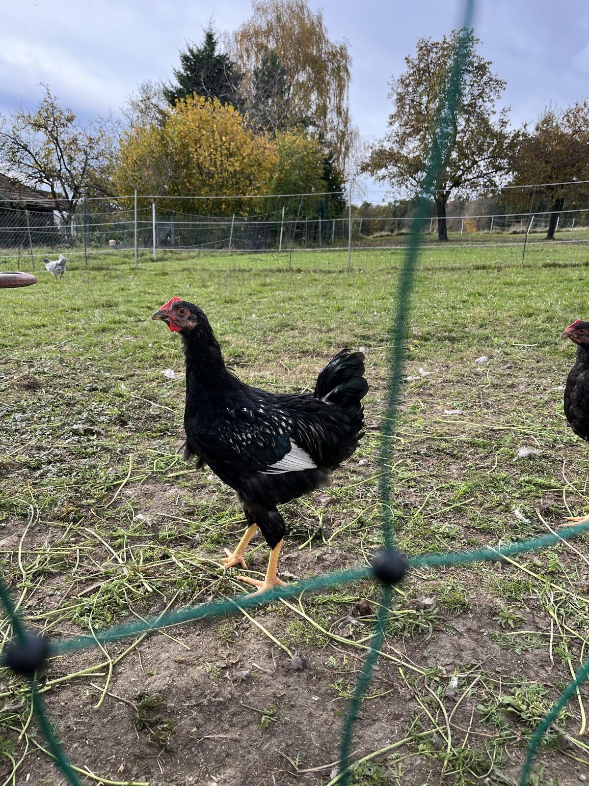 Barnevelder 2