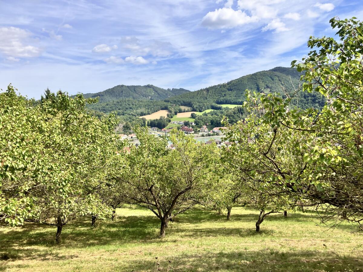 Wachauer Marillengarten zu verkaufen/verpachten 3
