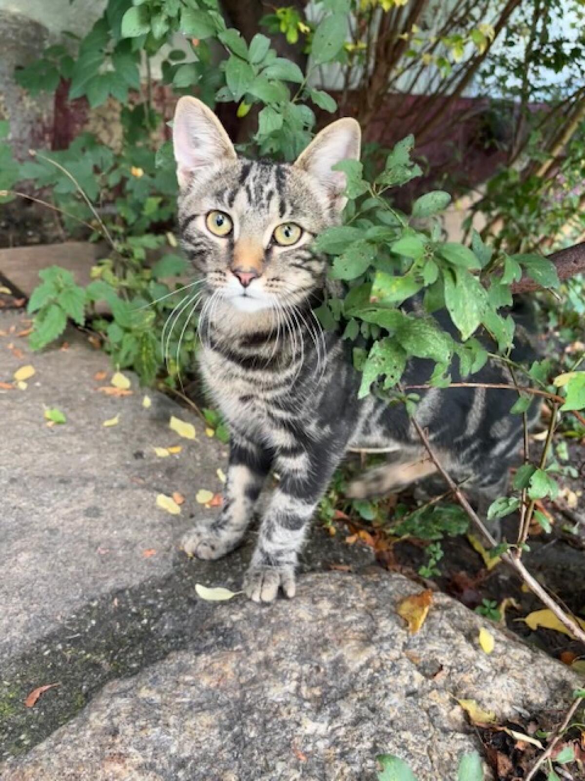 Graue und schwarze Katze 3