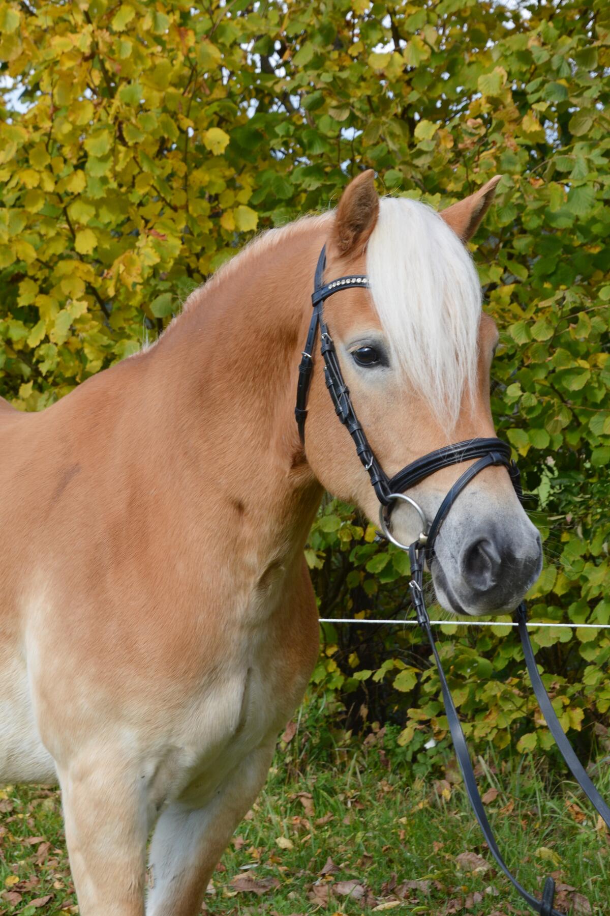 Haflinger-Wallach 3