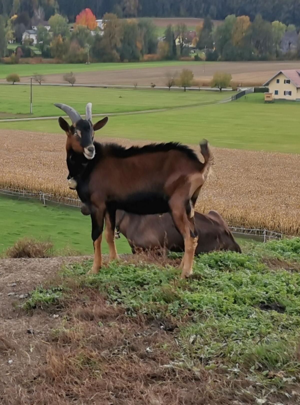 Schöner, großer Ziegenbock 2
