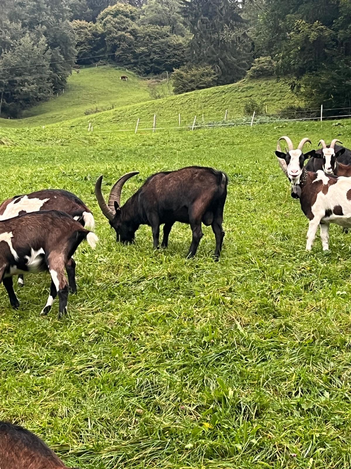 Verkaufe Aostabock 3