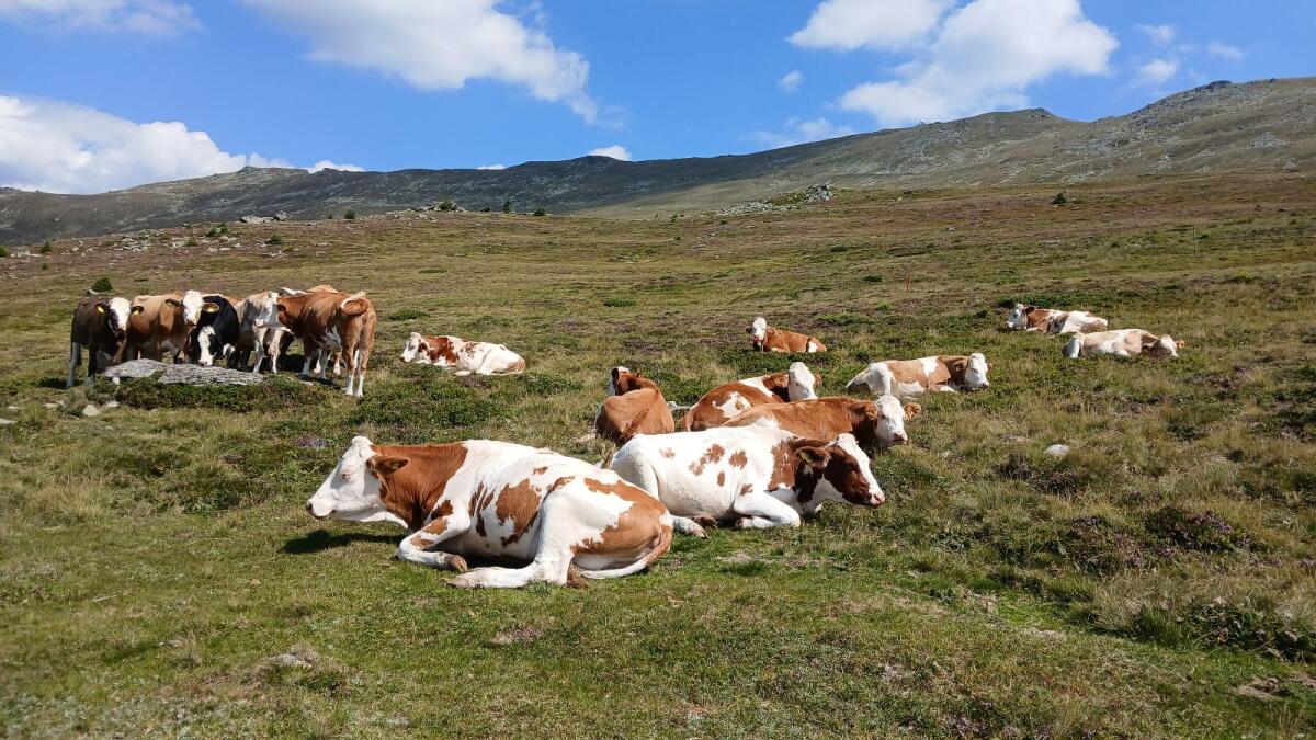 Bio Kalbinnen, Kalbin hochträchtig 1
