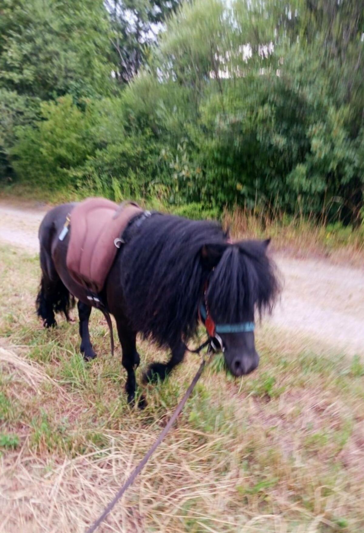 Ponyhengst 2