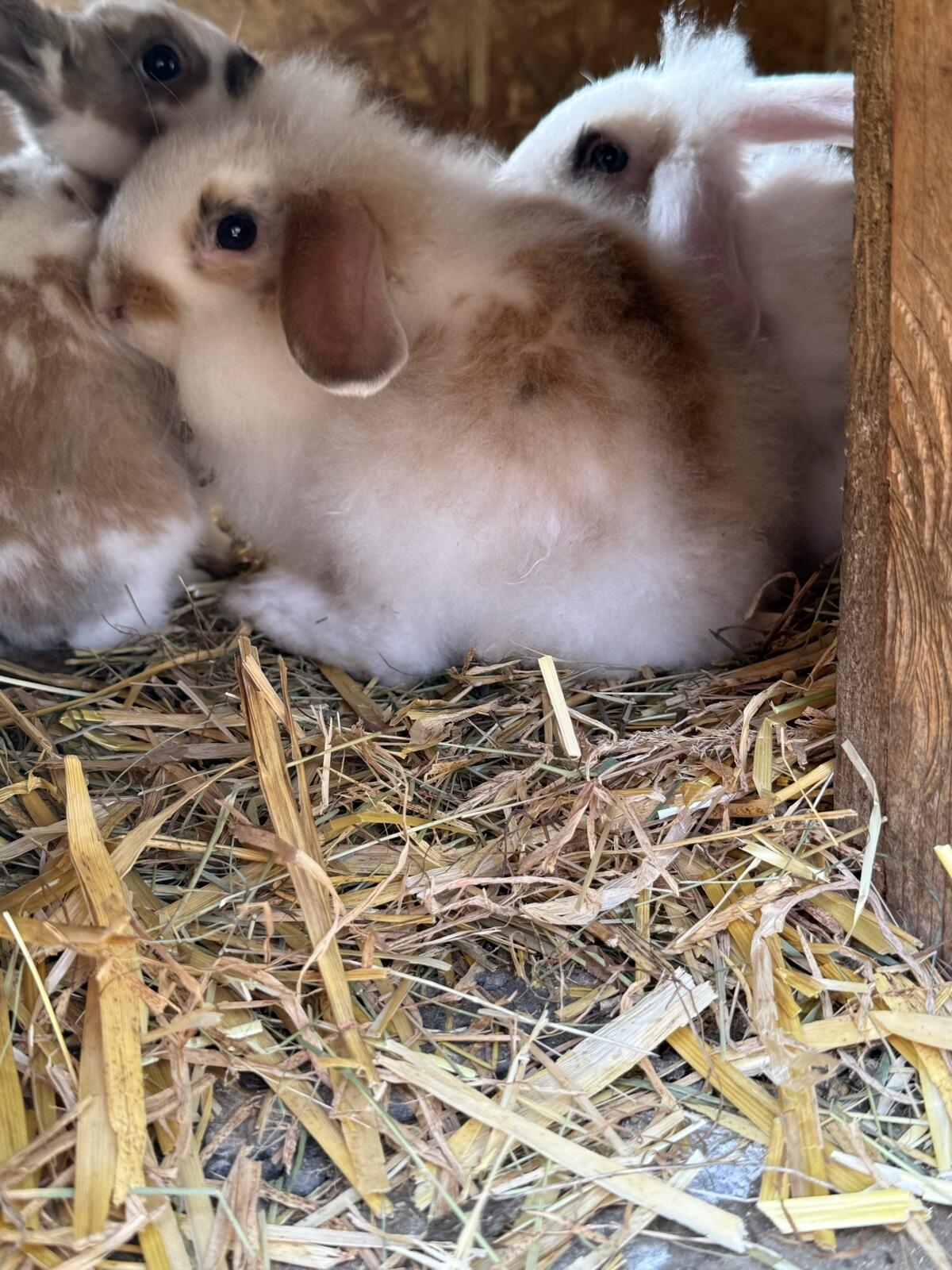 Zwergwidder und Löwenkopf kaninchen 2