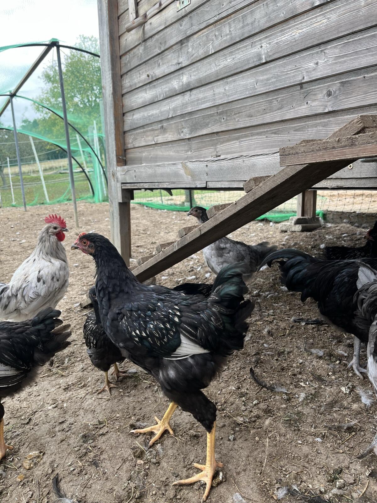 Barnevelder 3