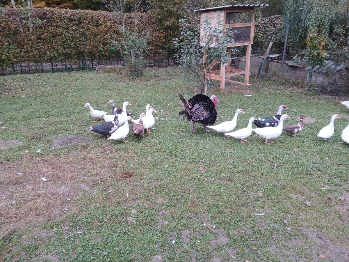 Moschusenten 2