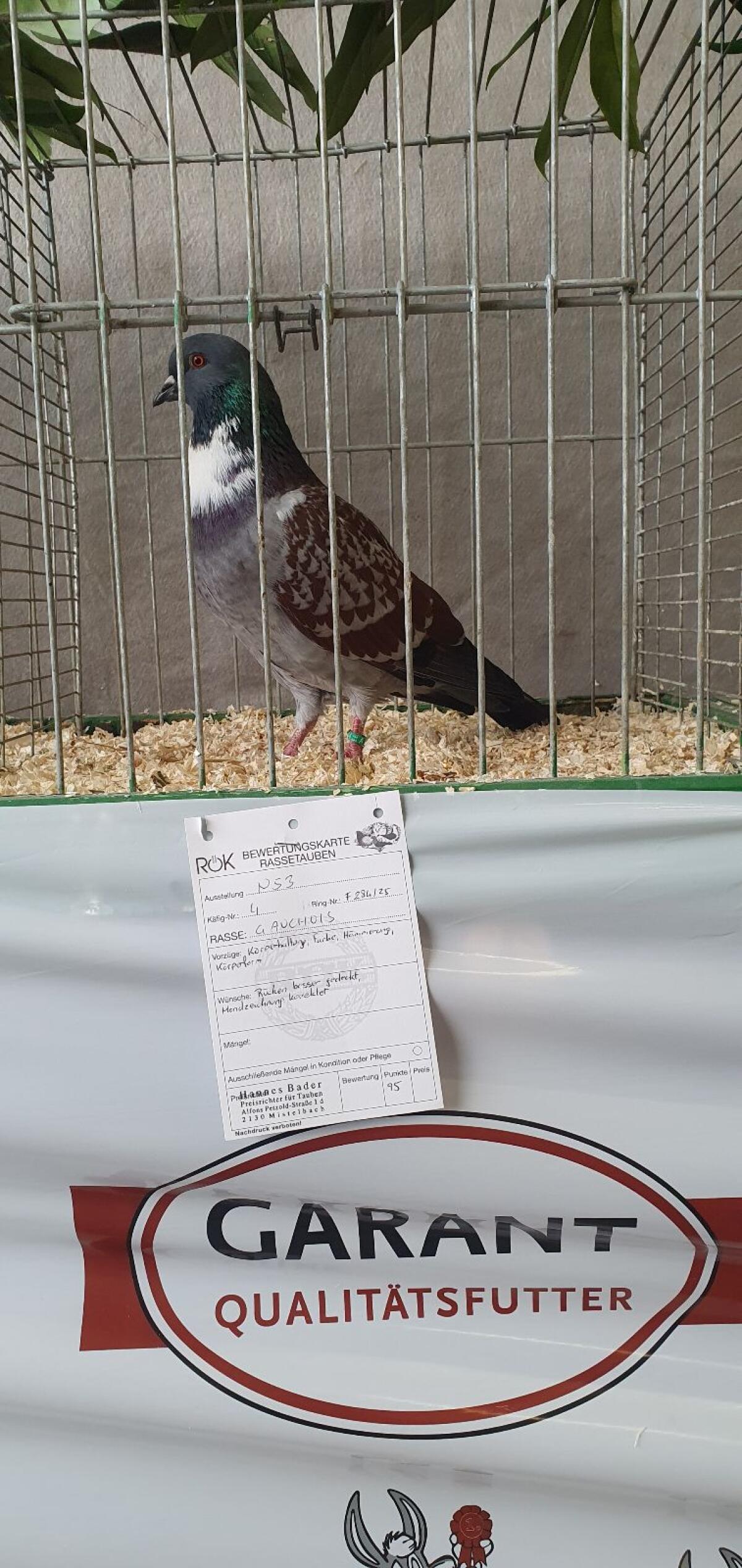 Cauchois Tauben zu verkaufen 3