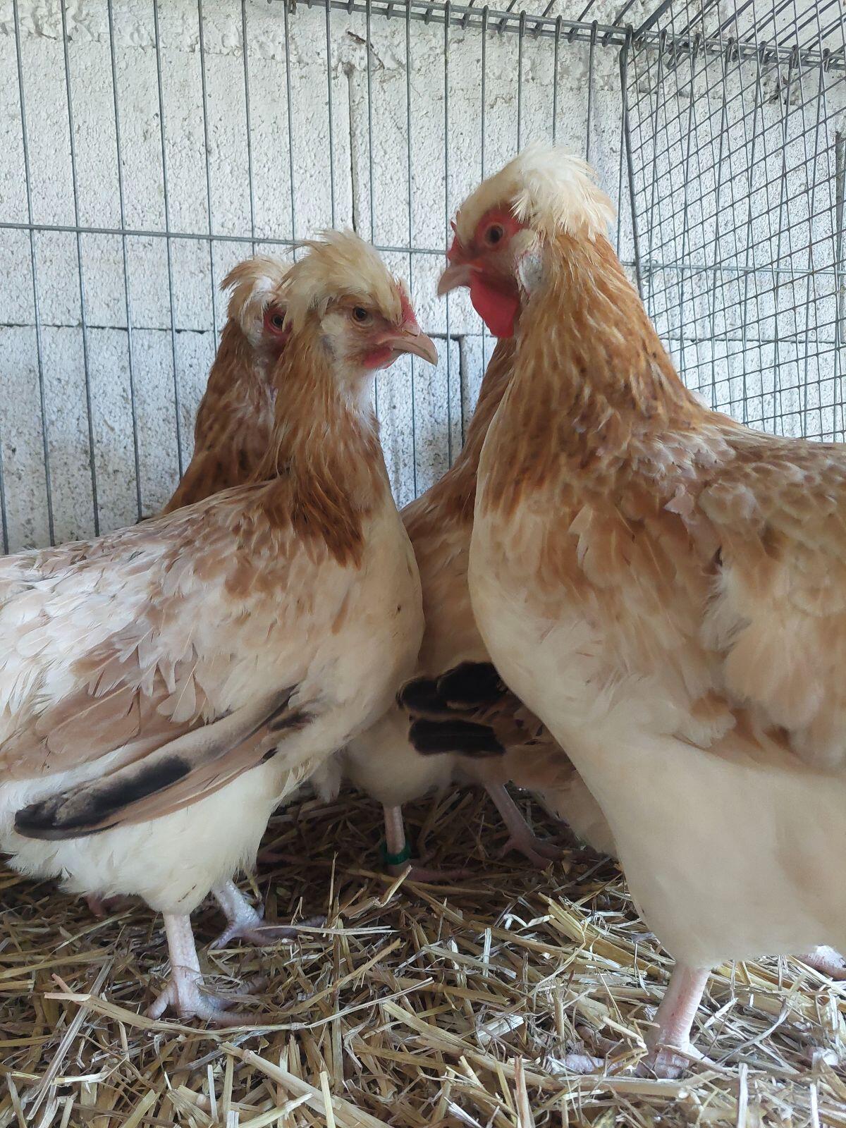 Sulmtaler, Am. Leghorn, La Fleće, Altsteirer, Bantam 3