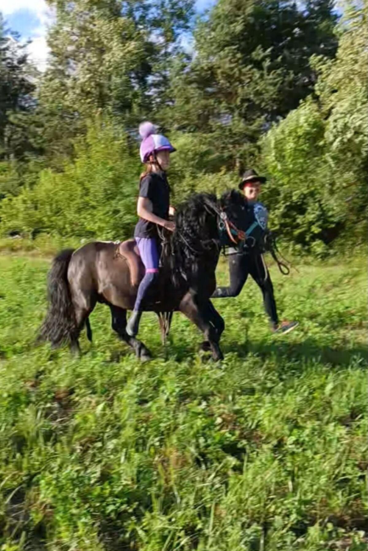 Ponyhengst 3